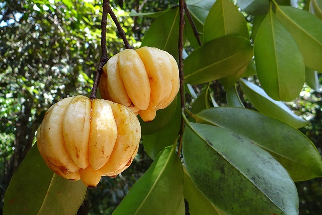 garcinia-cambogia